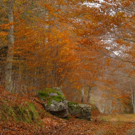 Faggetta di Peña Roya, parco naturale Moncayo