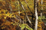 Tejeda Negra beech forest in Cantalojas, Guadalajara