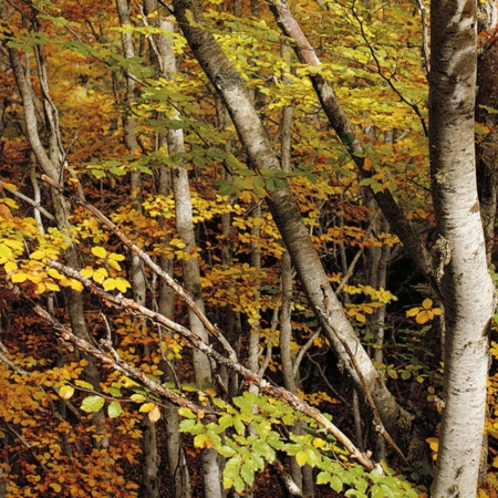 Tejeda Negra beech forest in Cantalojas, Guadalajara