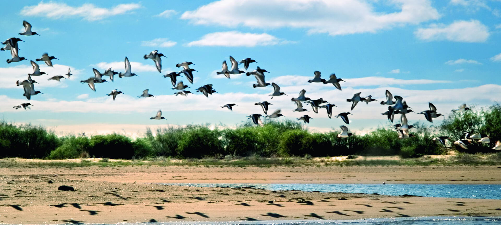 Marais de l’Odiel à Huelva