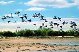 Odiel Marshes in Huelva