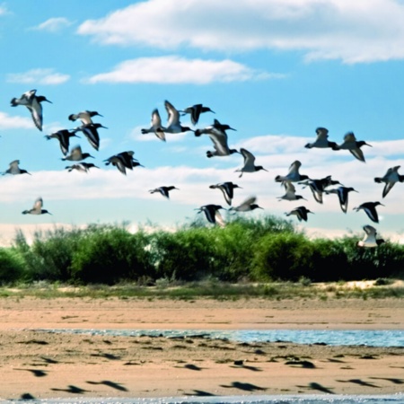 Odiel Marshes in Huelva