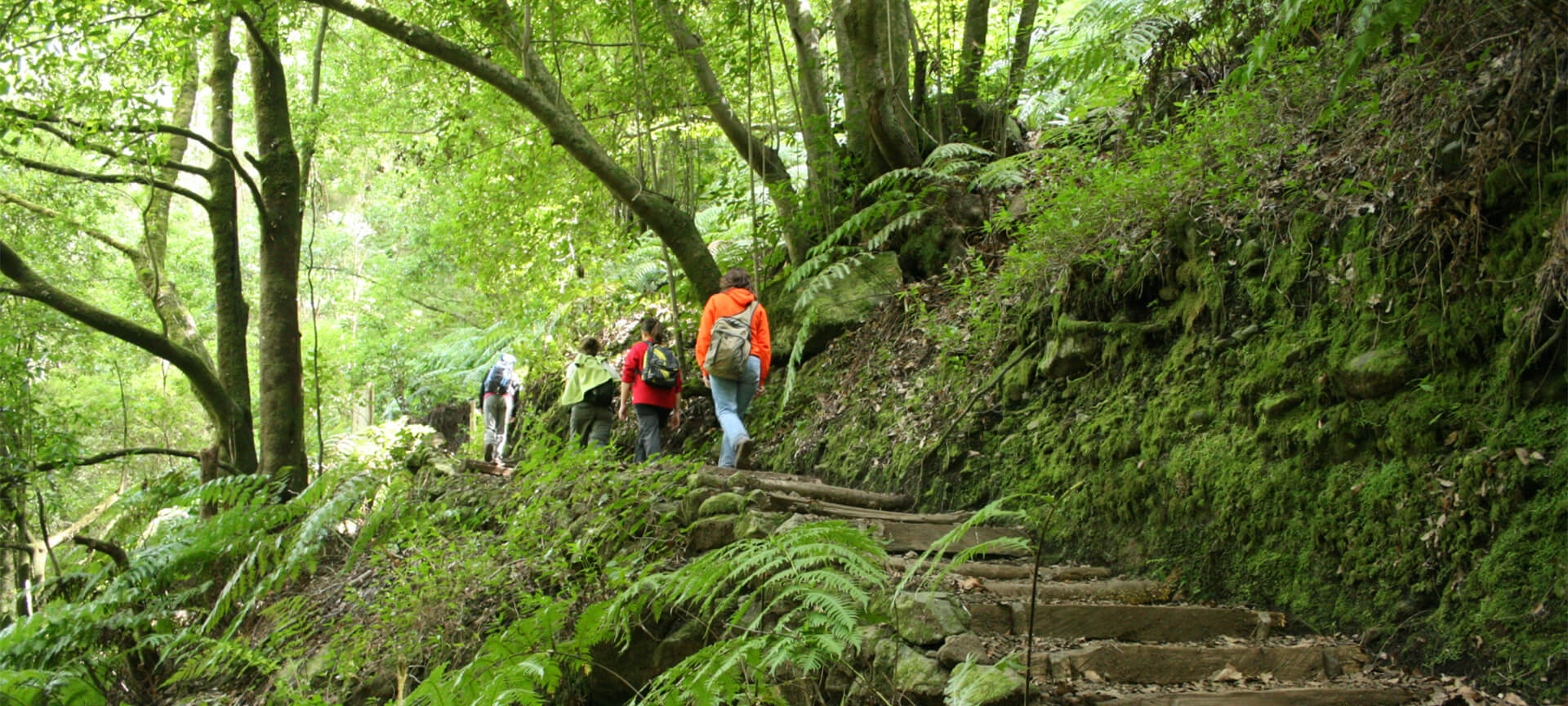 Tigli nel Parco Naturale de Las Nieves, La Palma Tigli nel Parco Naturale de Las Nieves, La Palma