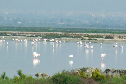 La Salinas de Santa Pola Natural Park