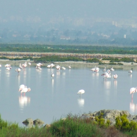 La Salinas de Santa Pola Natural Park