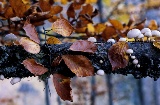 Detail of the Hayedo de Montejo beech forest