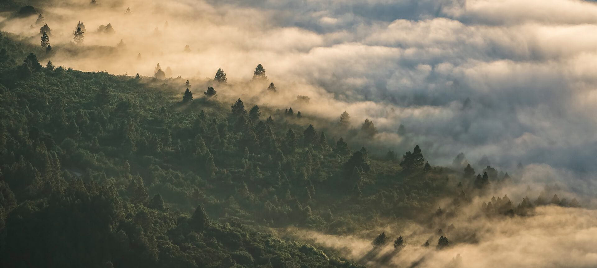 Parque Nacional del Teide, Corona Forestal