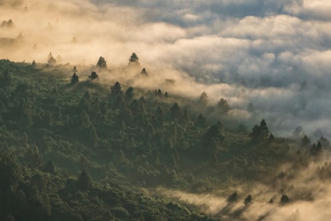 Parque Nacional do Teide, Corona Forestal