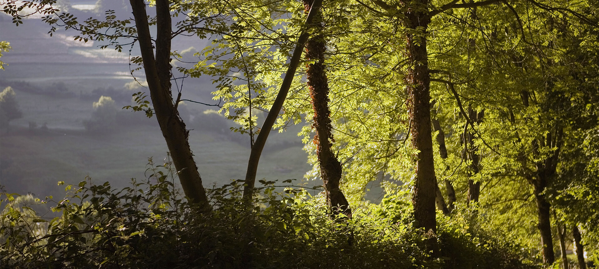 Naturschutzgebiet Bosque de Muniellos
