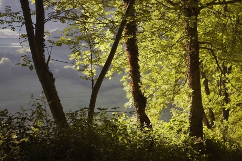 Muniellos Forest Nature Reserve