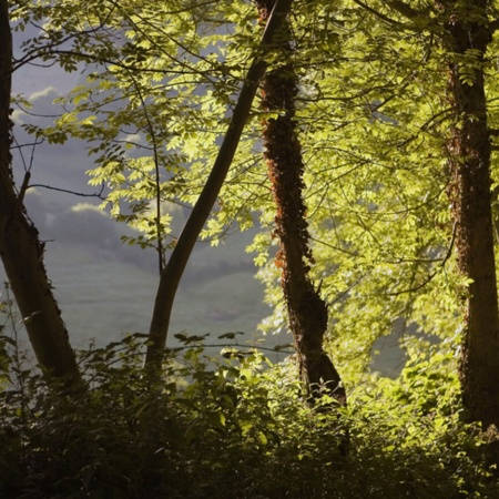 Rezerwat Przyrody Bosque de Munillelos