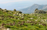 Bouquetins au Puerto del Peón, sierra de Gredos