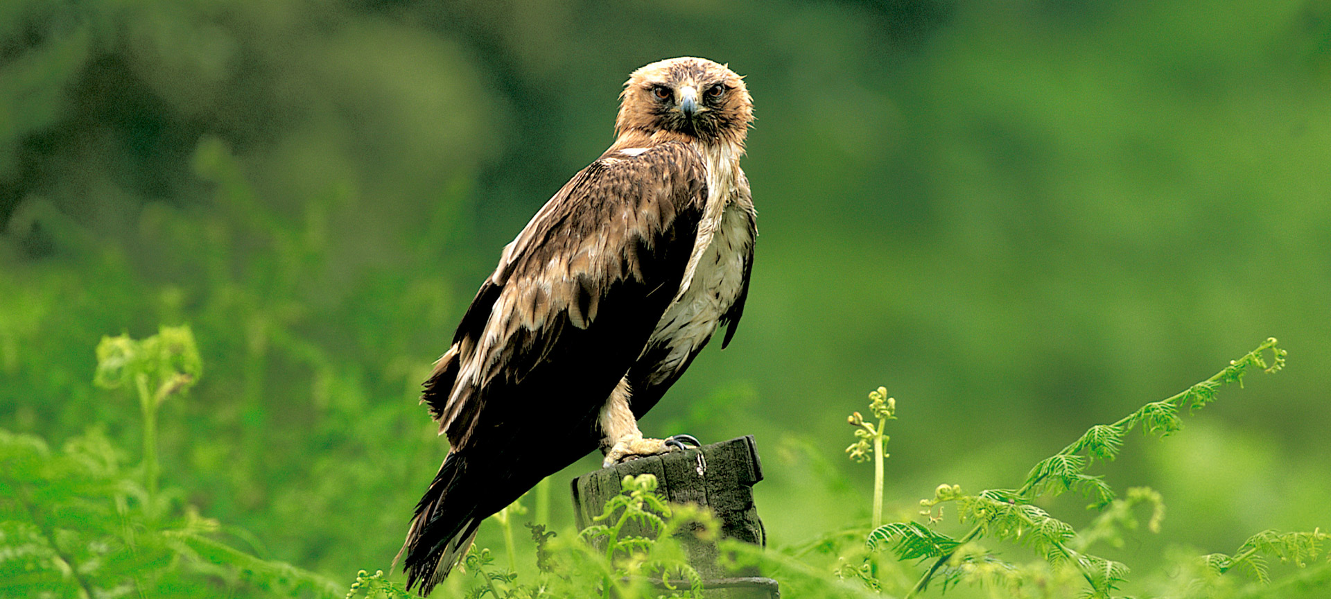 Águila calzada Águila calzada