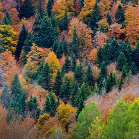 Forêt d’Iraty, Navarre Forêt d’Iraty, Navarre