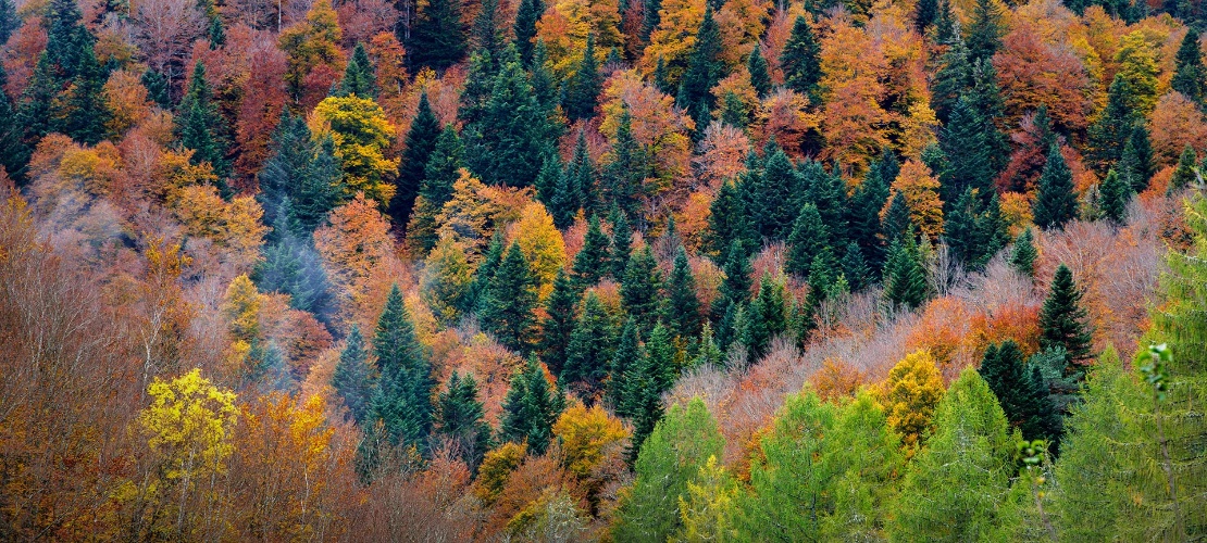 Irati Forest, Navarre