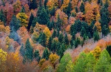 Selva de Irati, Navarra