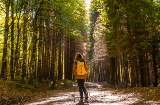 Irati Forest