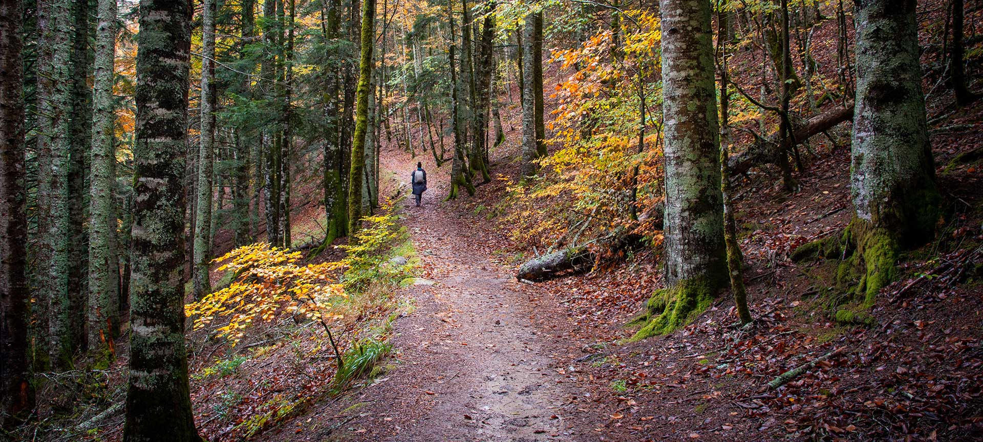 Bosco di Irati Bosco di Irati