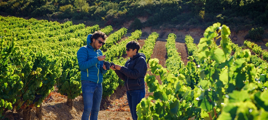 Turistas visitando um vinhedo na área de Baja Montaña, em Navarra