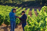 Turisti che visitano un vigneto nella zona della Baja Montaña, Navarra