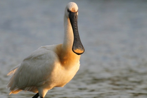 Bird in the Urdaibai Biosphere Reserve