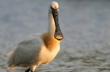 Uccello nella Riserva della Biosfera di Urdaibai