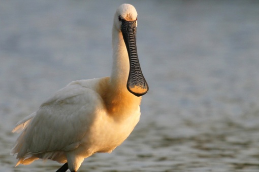 ウルダイバイの生物圏保護区の野鳥