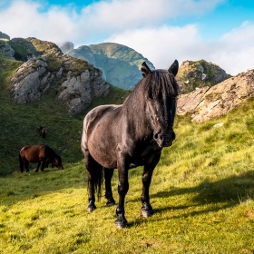 Cavalli nel Parco Naturale di Aiako Harria nei Paesi Baschi Cavalli nel Parco Naturale di Aiako Harria nei Paesi Baschi