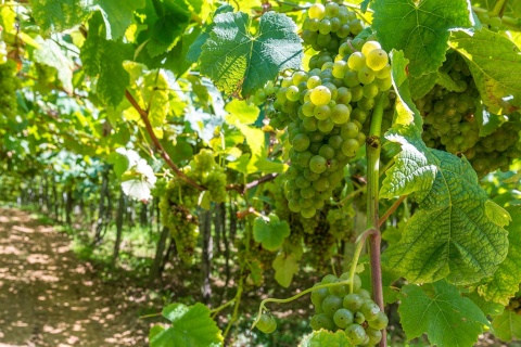 Виноградники в Хетарии, где выращивают виноград для чаколи