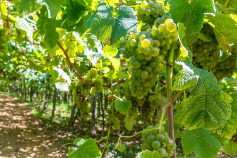 Txakoli vines in Getaria