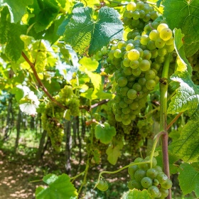 Vigneti d'uva per txakoli a Getaria Vigneti d'uva per txakoli a Getaria