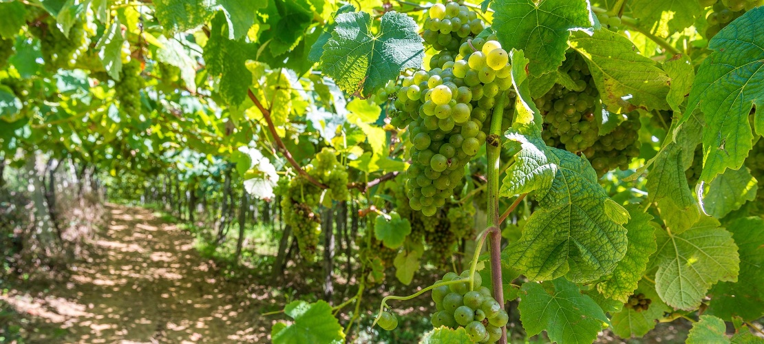 Vinhedos de uva para txakoli em Getaria