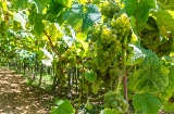 Vinhedos de uva para txakoli em Getaria