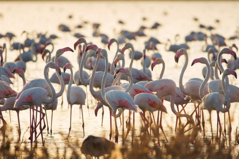 Marismas en el Parque Nacional de Doñana