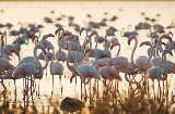 Marismas en el Parque Nacional de Doñana