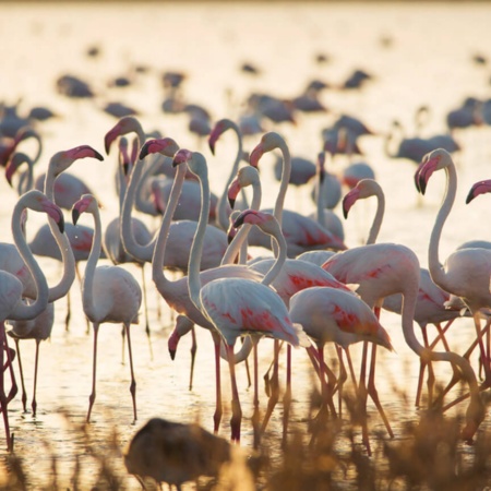 Alagadiços no Parque Nacional de Doñana