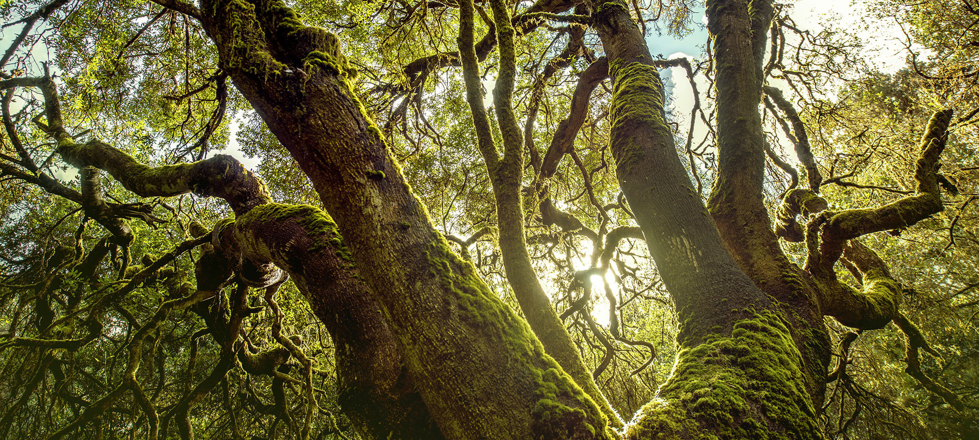 Garajonay National Park, La Gomera