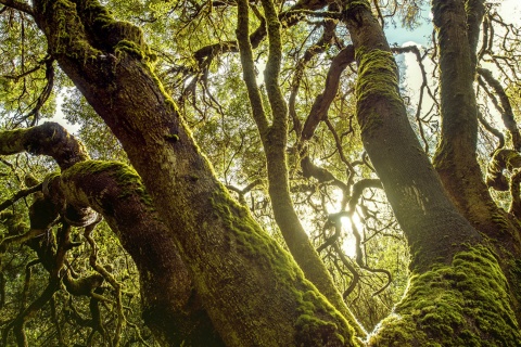 Parque Nacional de Garajonay, La Gomera