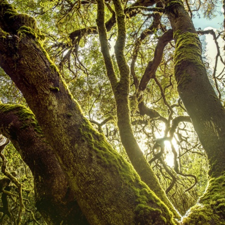 Nationalpark Garajonay, La Gomera