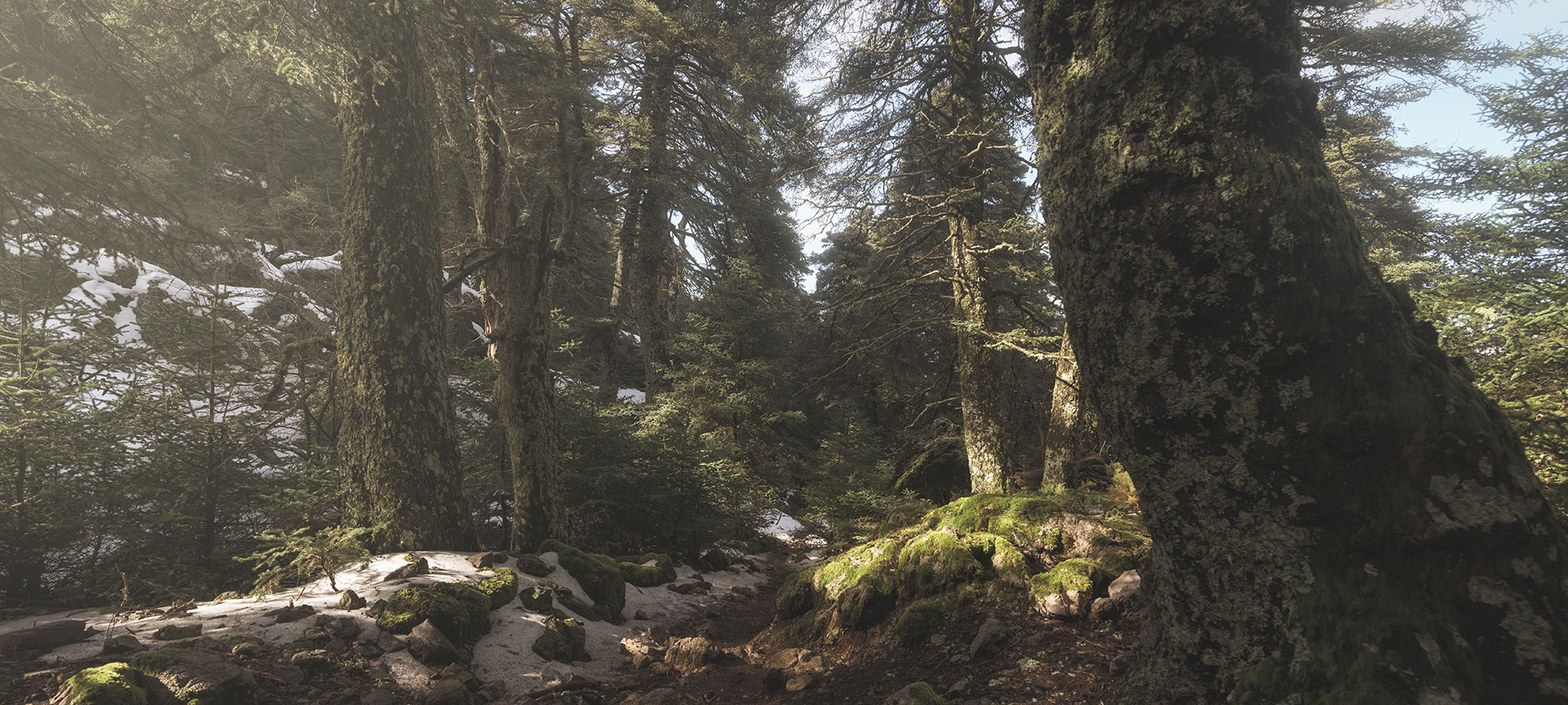 Spanish Fir Forest in the Sierra de las Nieves National Park, Málaga