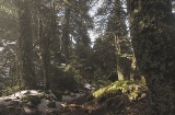 Bosco di abeti di Spagna nel Parco nazionale Sierra de las Nieves, Malaga