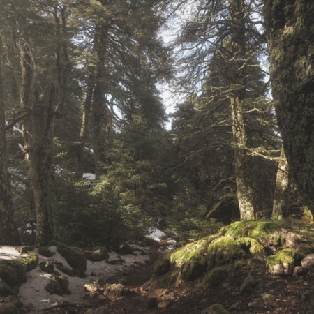 Forêt de Pinsapos du parc national Sierra de las Nieves, Malaga