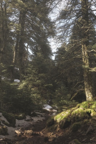 Forêt de Pinsapos du parc national Sierra de las Nieves, Malaga