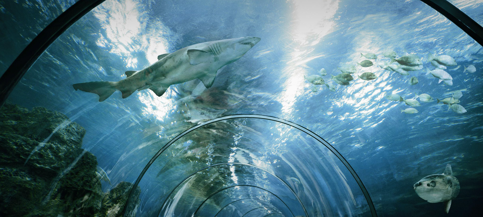 Аквариум в Барселоне.