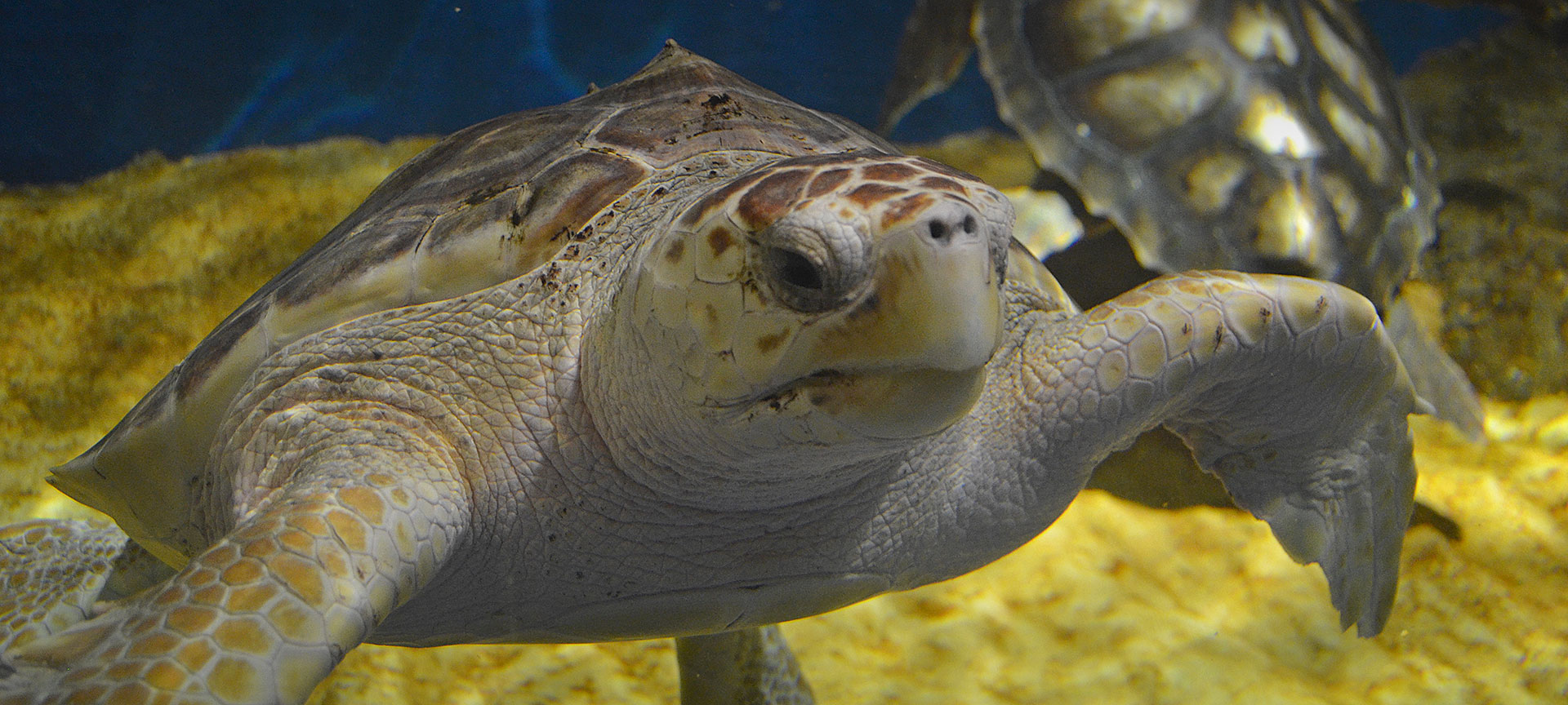 Аквариум в Севилье
