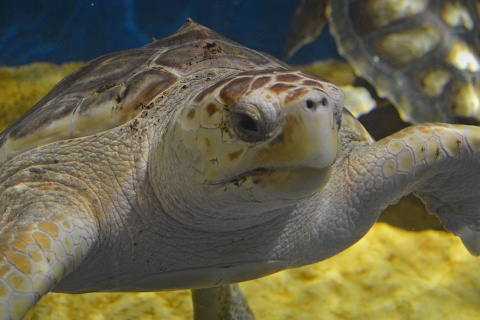 Seville Aquarium