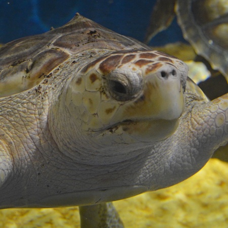 Seville Aquarium