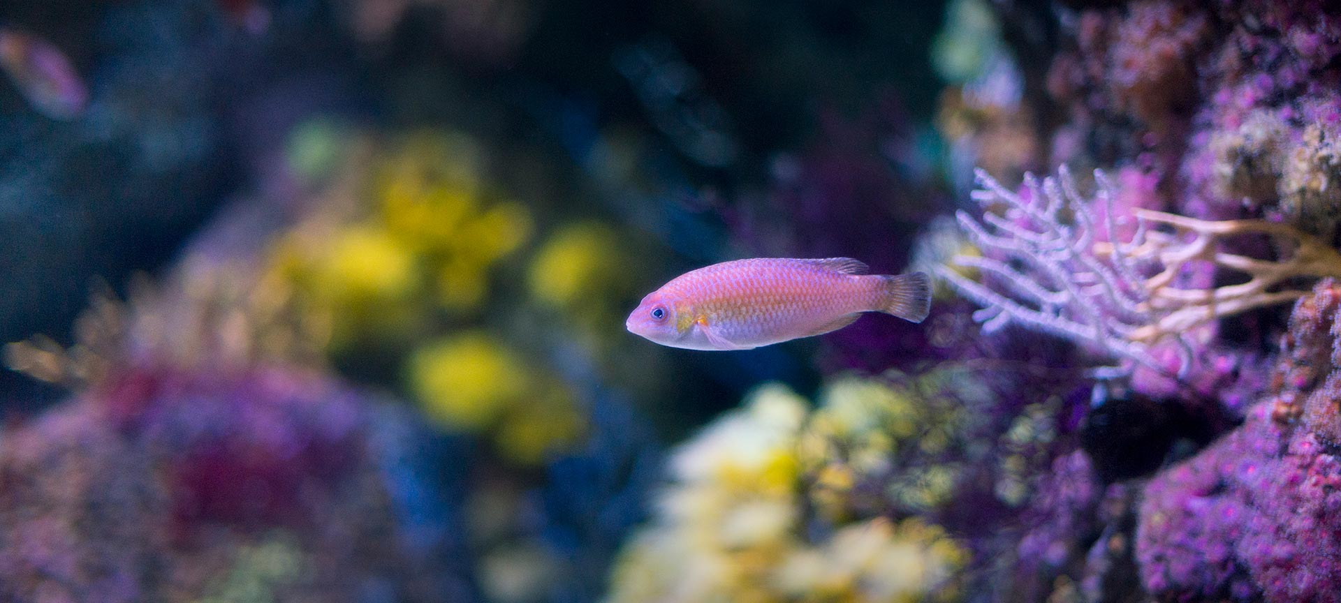 Рыба в аквариуме Хихона.