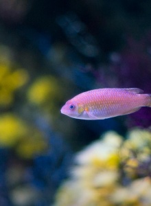 Acuario de Gijón