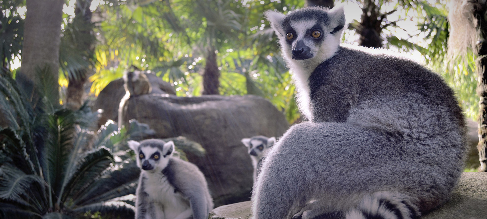 «Биопарк» в Фуэнхироле